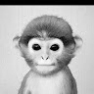 Meet your Posher, Albert